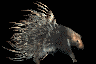 A porcupine.